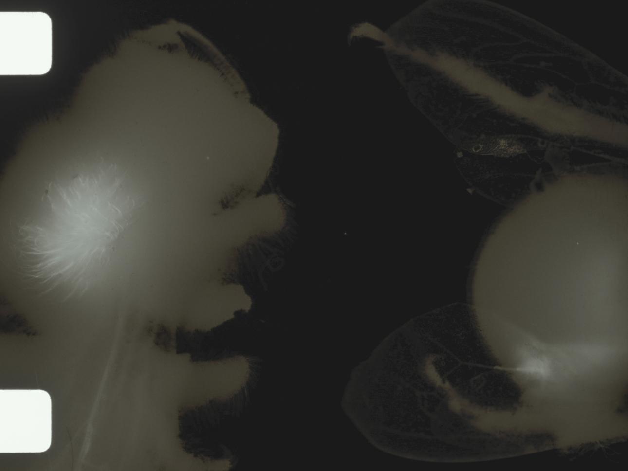 grey bees